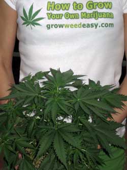 あなた自身のマリファナを- GrowWeedEasy.comによって…育てる方法