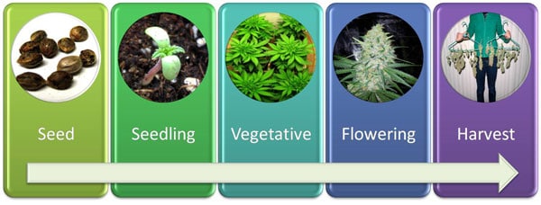収穫するために種からのインド大麻の植物の成長するタイムラインを、示す図表