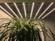 680W 2.7umol/J Led Grow Light Board For Indoor Plants